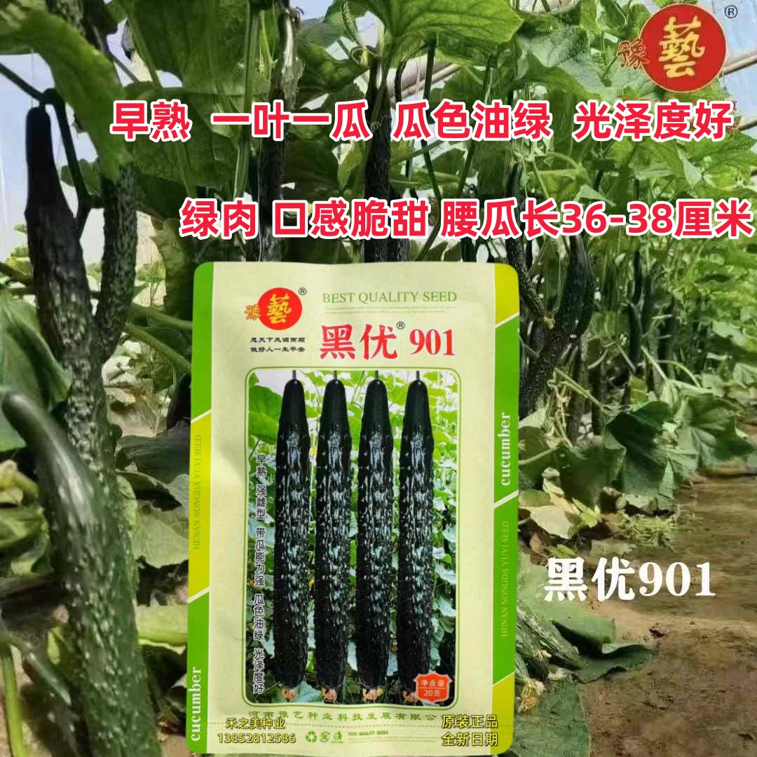 河南豫艺黑优901黄瓜种籽春秋大棚早熟油绿绿瓤口感脆甜黄瓜种子