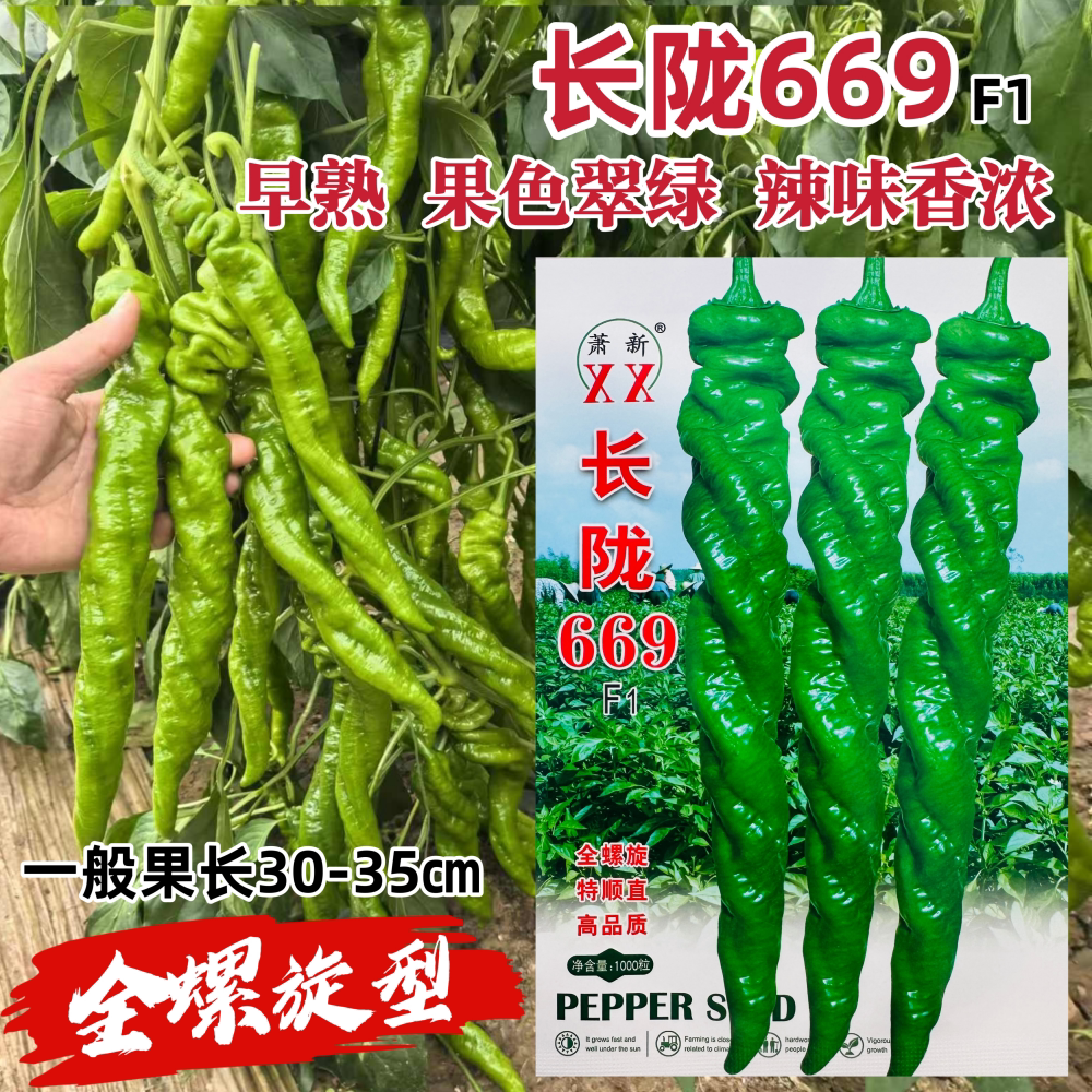 萧新长陇669螺丝椒种子早熟果色翠绿羊角全螺旋陇椒辣味香浓辣椒