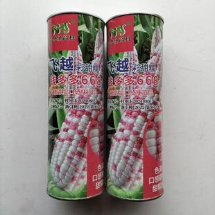 飞越彩甜糯玉米种子 钱多多668玉米种籽高产大田春季花彩玉米种子