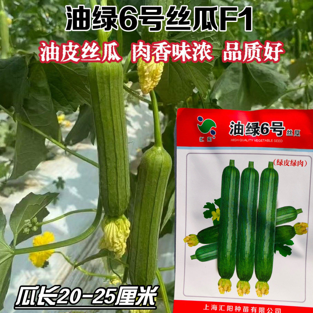 油绿6号丝瓜种子杂交早熟绿油亮短棒丝瓜种籽农家春夏季蔬菜种孑