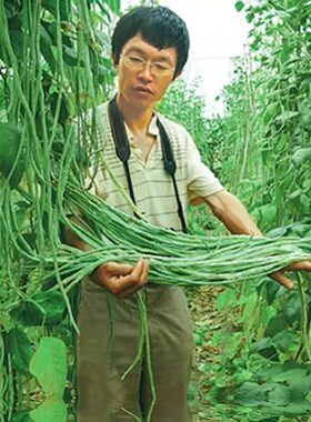 早熟长豆角种子苗高产豇豆四季豆蔬菜种籽菜籽菜种孑豆种南方籽种
