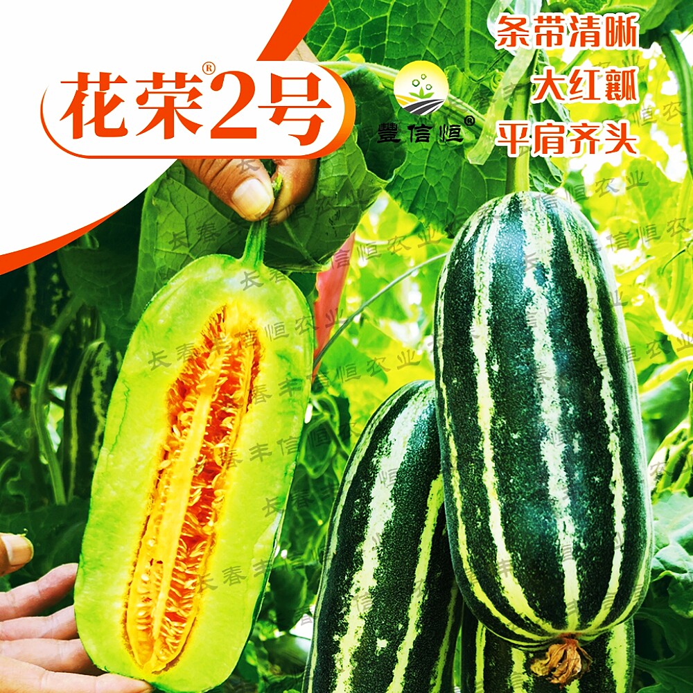 花菜2号花皮大红瓤甜瓜种子 干瓤绿肉甜度高香瓜种籽早春大棚播种