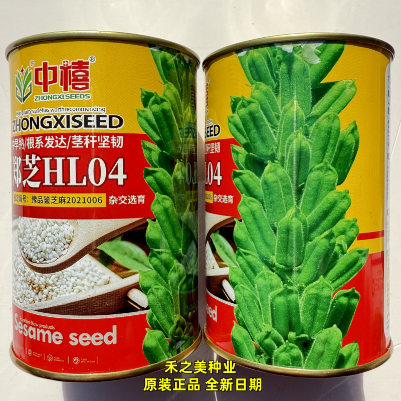 中禧郑芝HL04白芝麻种子中早熟单秆四棱芝麻种籽高产高油春夏种植