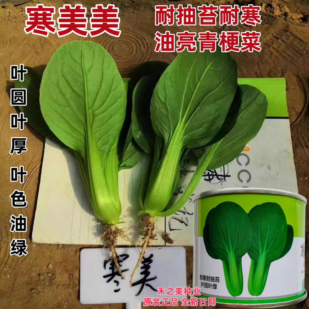 寒美美一代杂交越冬耐寒青梗菜种籽菜抗病高产油绿油亮上海青菜子