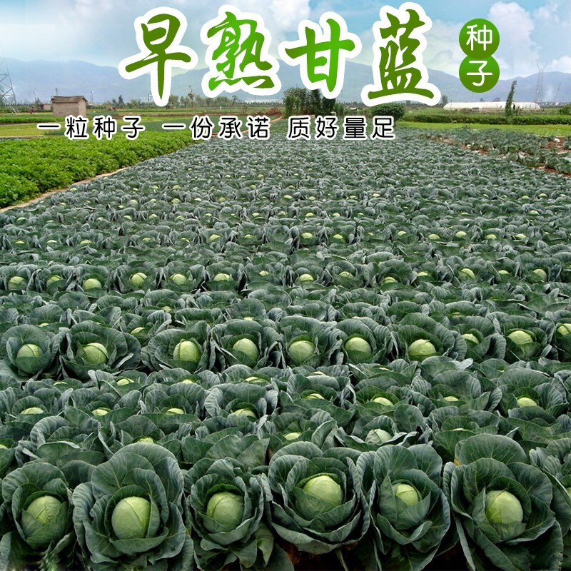 早熟甘蓝包菜种子籽 室内阳台庭院盆栽蔬菜春秋四季播包邮