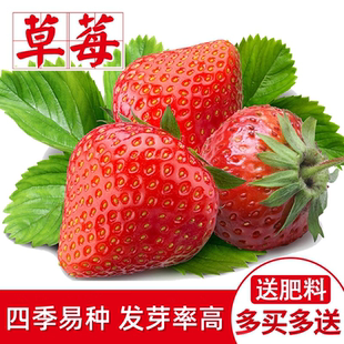 新品草莓种子四季播种室内阳台盆栽水果蔬菜种子菜籽草莓籽种