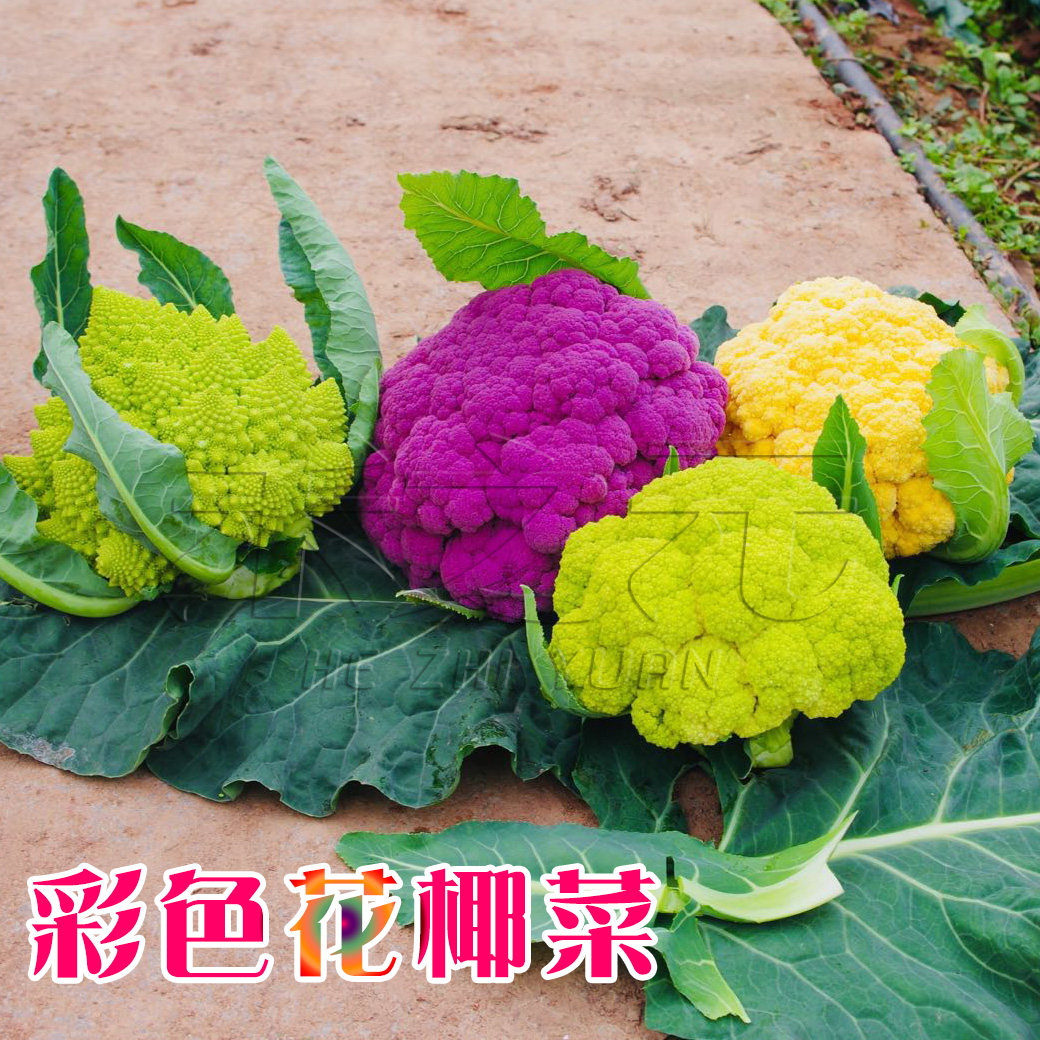 紫花菜种子黄绿紫菜花花椰菜种籽四季菜花农家秋春季蔬菜种孑