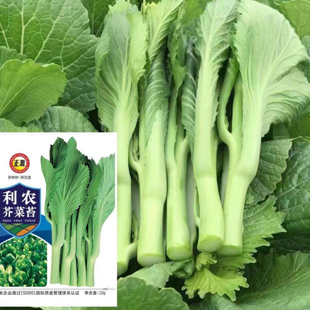 利农芥菜种籽菜苔种子早中熟香味浓纤维少南北方春秋季播蔬菜种孑