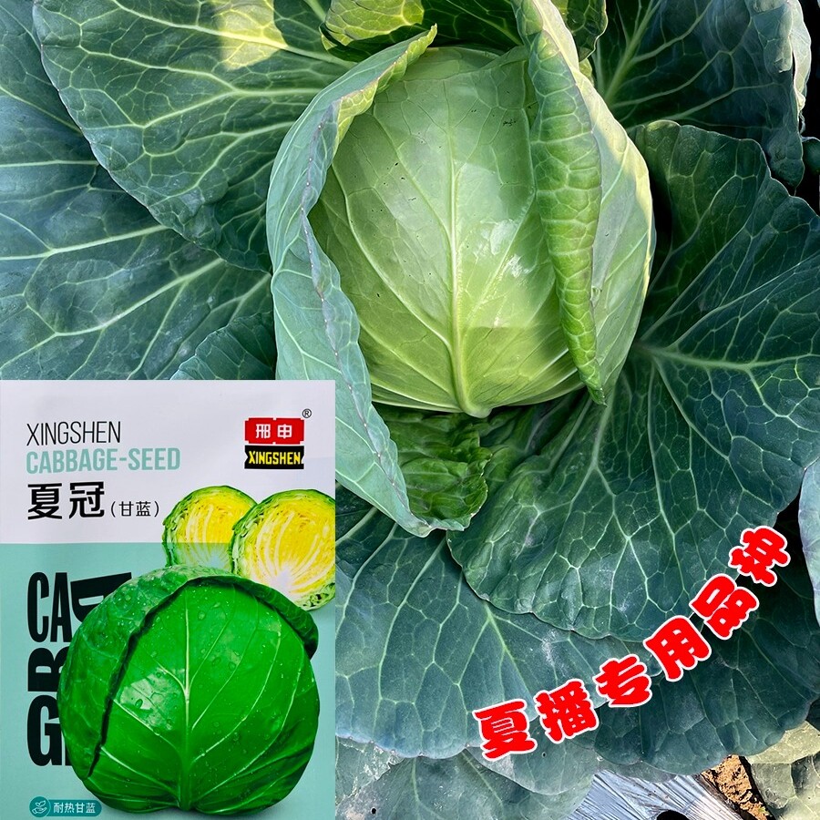 夏冠甘蓝种子卷心菜种籽包头菜种孑抗病耐热春夏秋季播种蔬菜种子