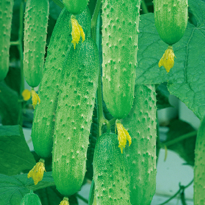 新货水果黄瓜种子节节瓜小黄瓜种籽农家庭院阳台四季播种蔬果蔬菜