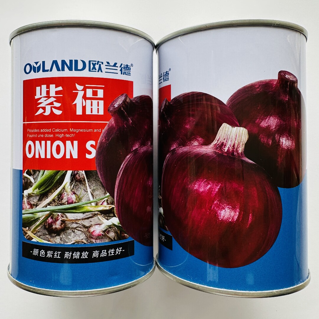 欧兰德紫福洋葱种子中熟紫红皮高产圆葱种籽大田基地秋季播蔬菜孑