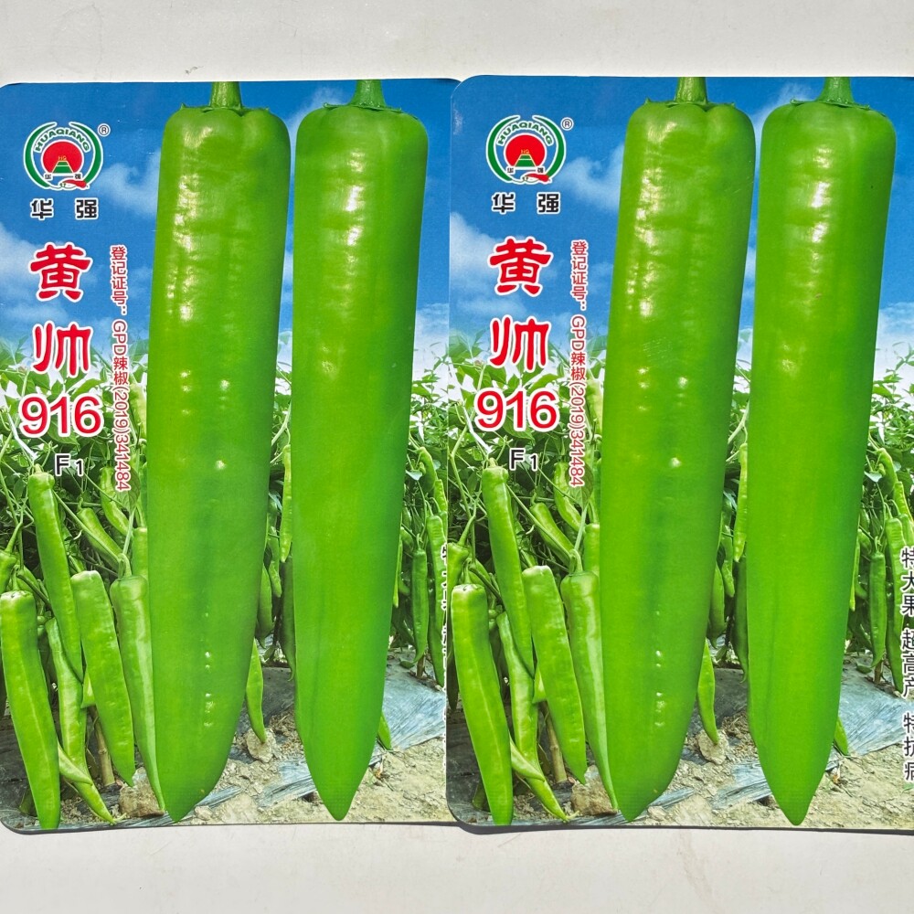 华强黄帅916黄绿皮辣椒种子 抗病高产中早熟大果尖椒种籽春秋季播