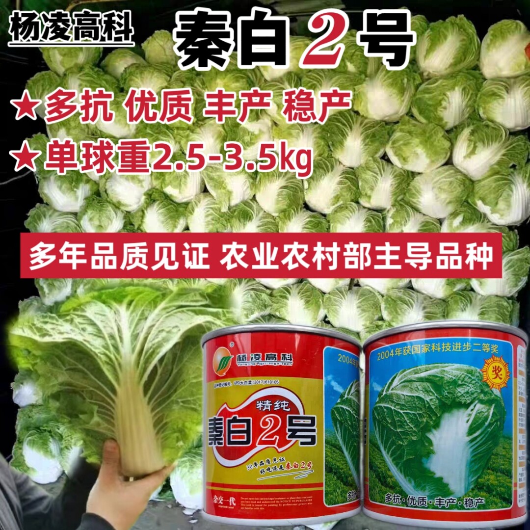 杨凌高科秦白2号大白菜种子高产冬储白菜种子火锅菜农家秋季播种