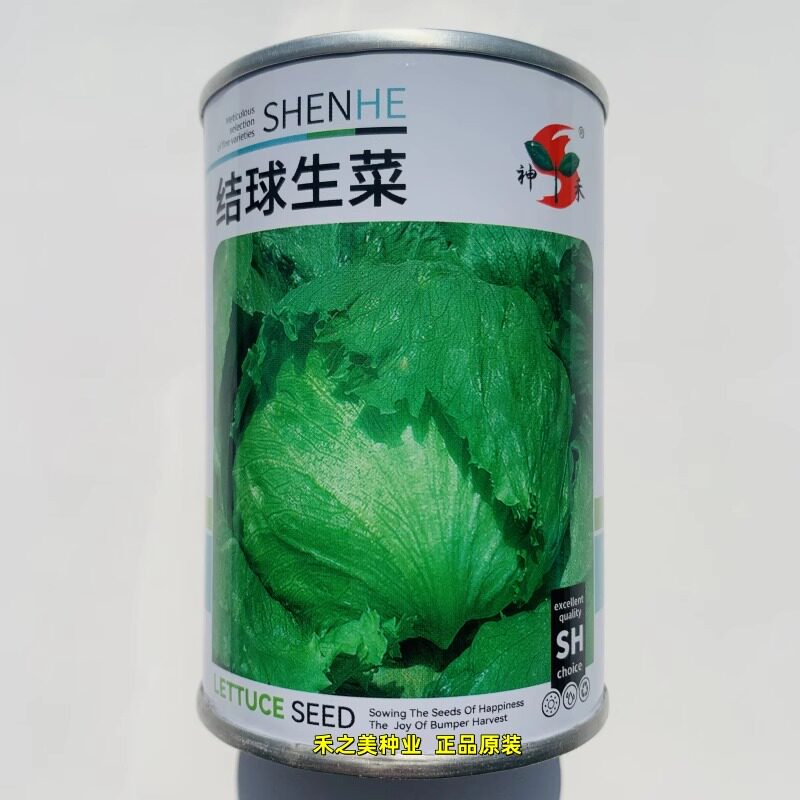 生菜种子结球球形生菜种籽西水培圆蔬菜四季春季菜籽蔬菜种孑春秋