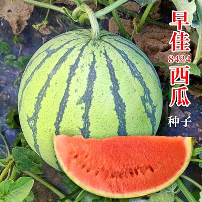 8424西瓜种子四季高产特大麒麟王懒汉小礼品瓜水果春季蔬菜种籽孑