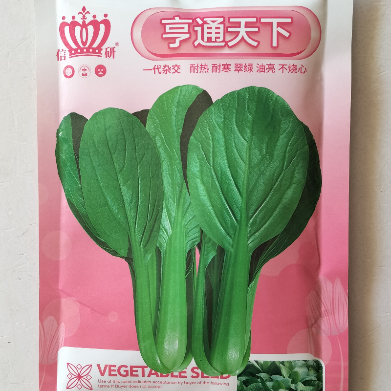 信研亨通天下青梗菜种子耐热耐寒翠绿油亮农家春夏秋季播蔬菜种籽