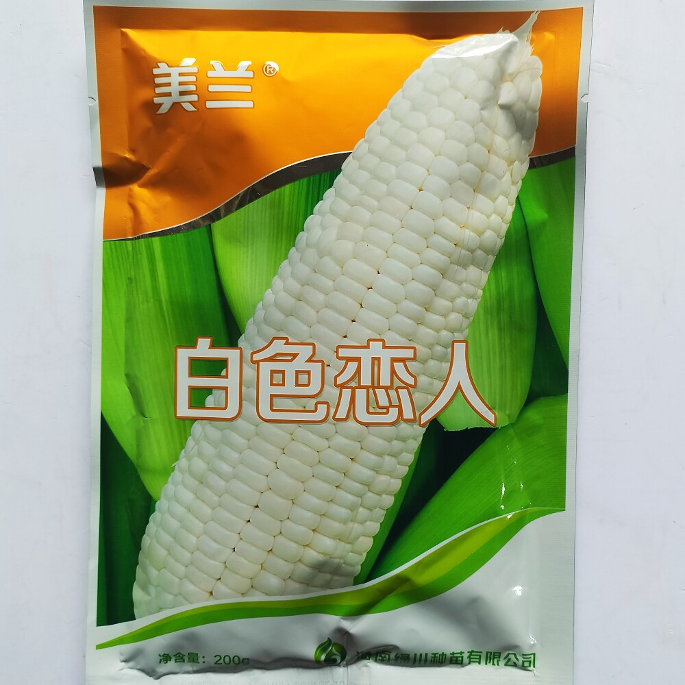 美兰白色恋人玉米种子鲜食大棒甜糯白玉米种籽高产甜加糯玉米种籽