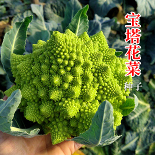 宝塔菜花种子苗耐寒花椰菜孑花菜籽种秋冬四季蔬菜种籽秧