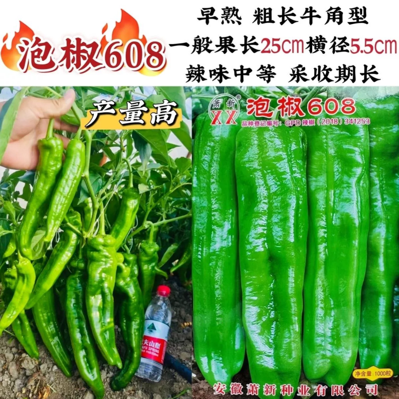 萧新泡椒608辣椒种子早熟高产一代杂交粗长牛角椒种籽大田基地播