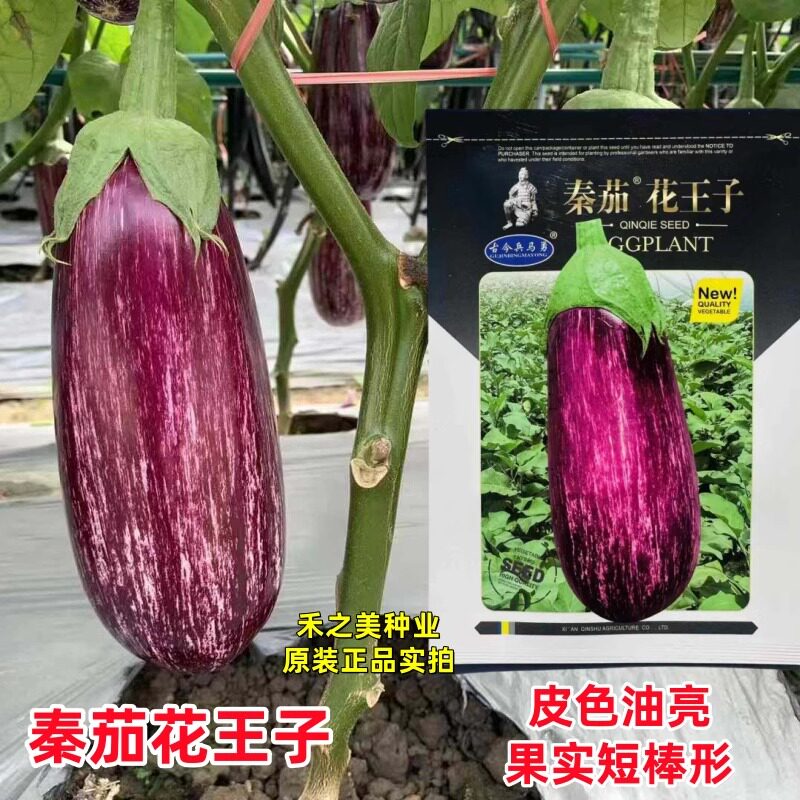 秦茄花王子茄子种子中早熟杂交花茄子种籽皮色油亮短棒形花茄种子
