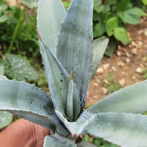 美洲龙舌兰常绿耐寒耐热剑麻绿植蓝别墅花园庭院民宿沙生花境植物