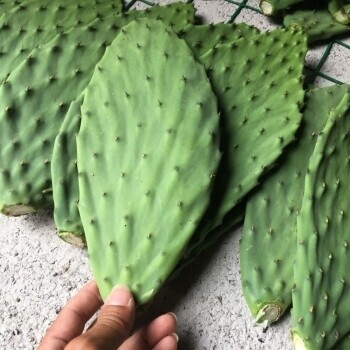梨果仙人掌蔬菜片 榨汁煲汤烧烤凉拌素炒 药用外敷美容养生