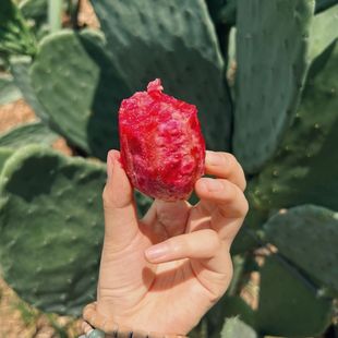 云钻红果特大果仙人掌进口改良丰产品种果苗果树耐旱耐晒耐热好养