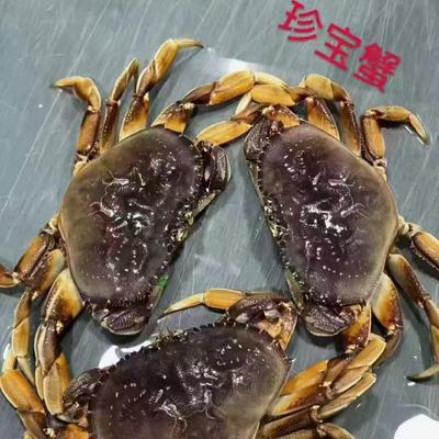 1-2斤珍宝蟹海鲜水产冰鲜生冻螃蟹蜘蛛蟹特大帝王蟹黄金蟹冻品