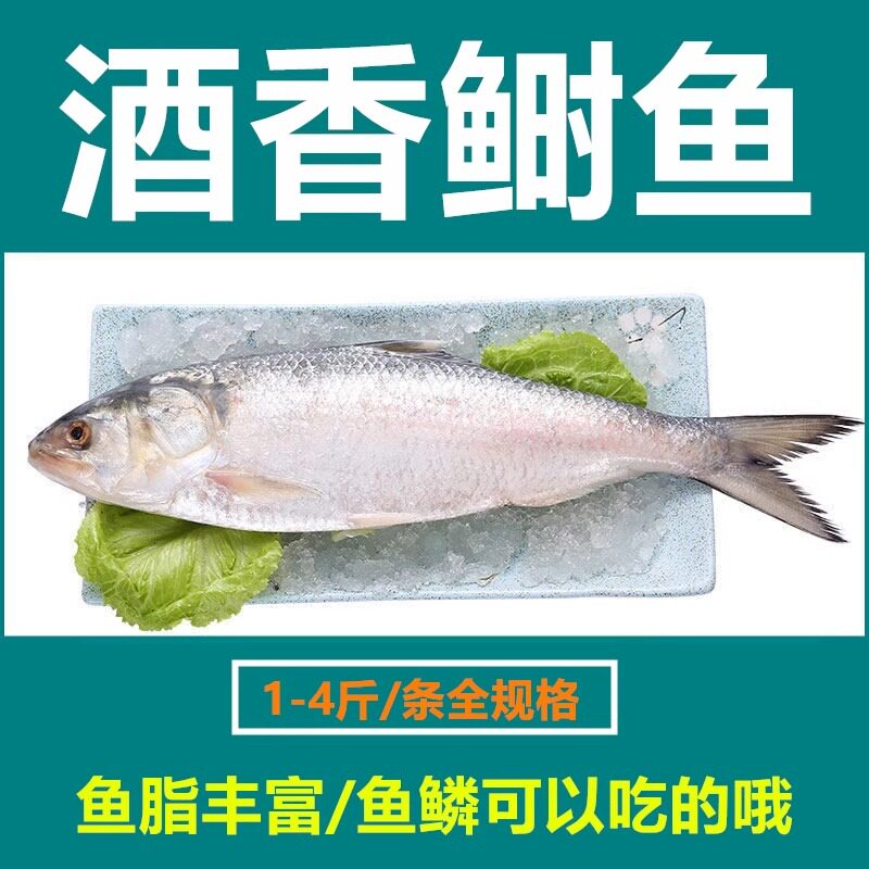 1-4斤/条【5条装洄游鲥鱼】海时鱼冰鲜三黎鱼三泥鱼海捕冻品