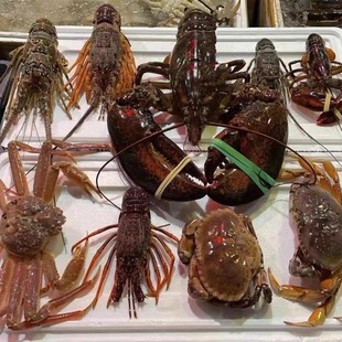 档口冷冻波士顿龙虾小青龙澳龙花龙松叶蟹面包蟹大青蟹帝王蟹