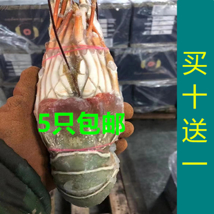 大青龙虾印度大龙虾花龙澳龙越南小青龙虾冻品50-500g1只价格