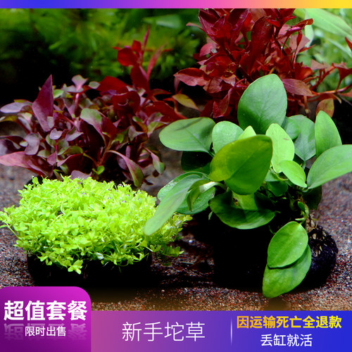 养鱼水草价格 养鱼水草图片 星期三 养鱼水草价格 养鱼水草图片 星期三