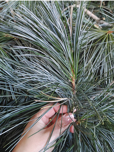 长白山野生松针茶 新鲜松枝 五针松 红松枝 新鲜树枝松叶500g包邮