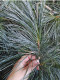 新鲜松枝 包邮 五针松 新鲜树枝松叶500g 红松枝 长白山野生松针茶