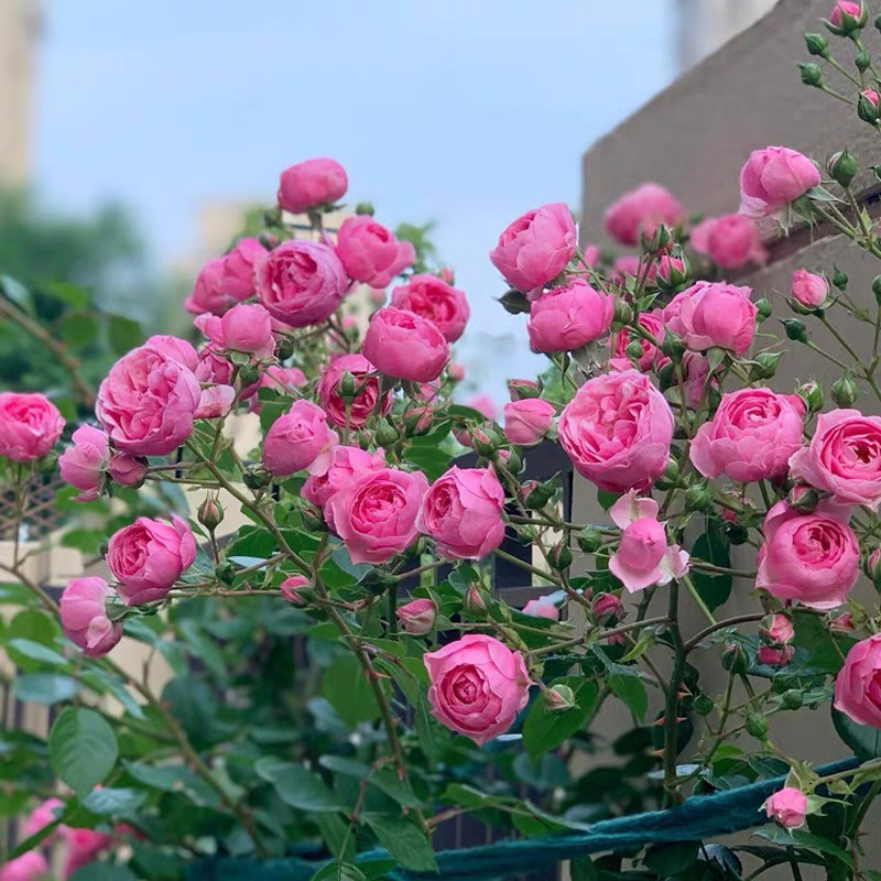 钱家花园艾拉绒球藤本月季花苗爬藤蔷薇庭院阳台四季开花浓香