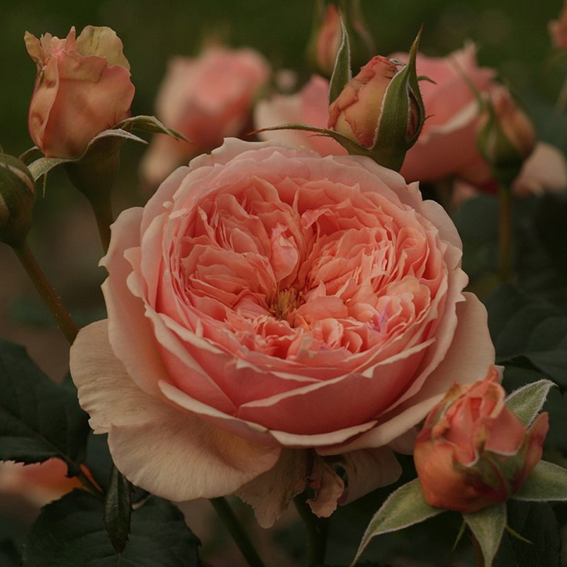 钱家花圆月季真宙灌木浓香型  扦插小苗 月季花苗大花浓香
