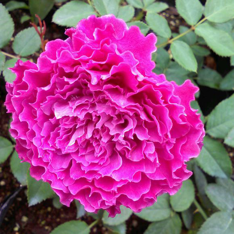 钱家花圆欧月草药月季花大花微月浓香丰花多头月季多季开