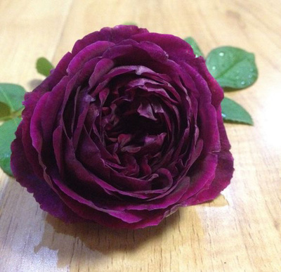 日本月季皇宫包子切花枝条浓香