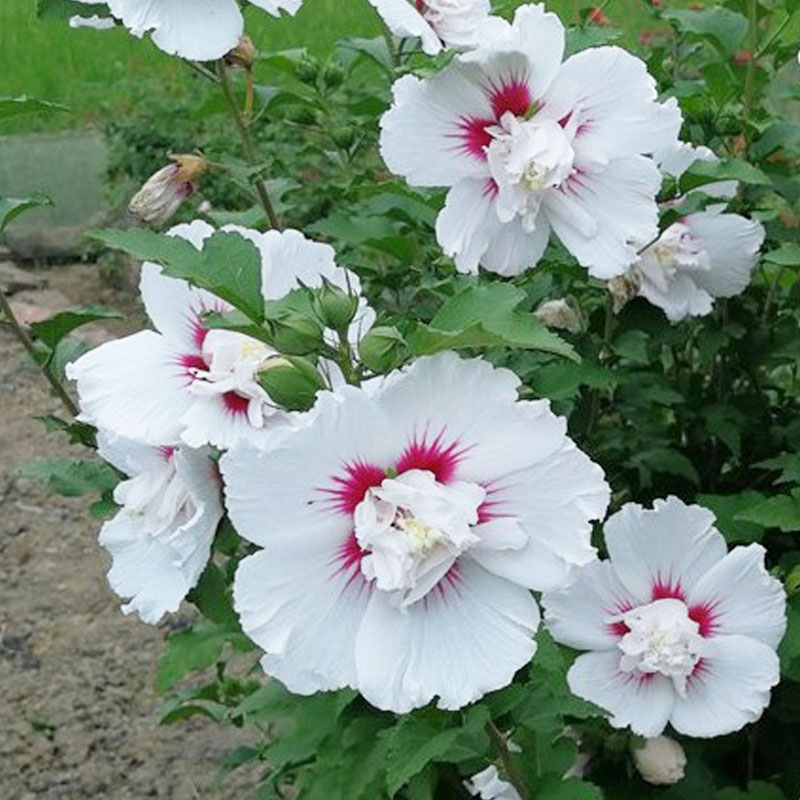 中国雪纺重瓣朱槿木槿花树苗盆栽植物能群开阳台庭院观花花卉绿植