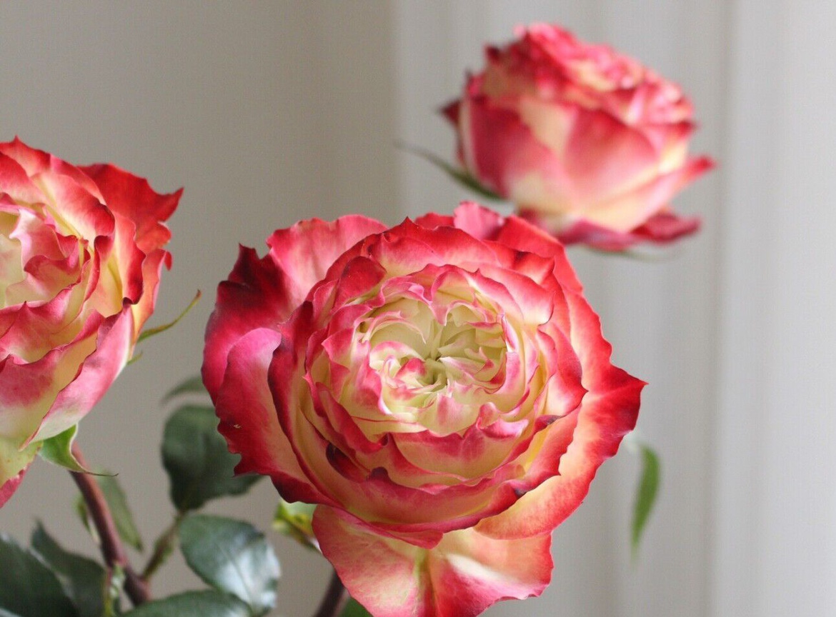 苹果杰克大花灌木中苗月季盆栽