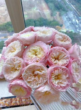 凯拉   奥斯汀切花玫瑰 月季花苗 白色粉边颜色因日照变化