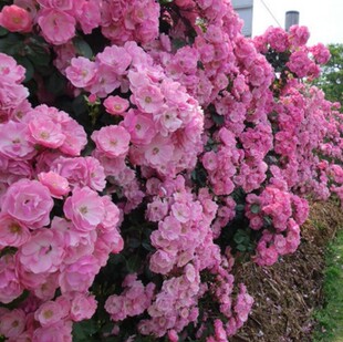 【安吉拉小苗】藤本月季花苗攀爬花卉阳台庭院盆栽