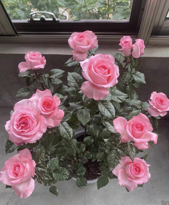 法版花宫娜扦插中苗浓香灌木花卉盆栽月季玫瑰多季节开花庭院阳台