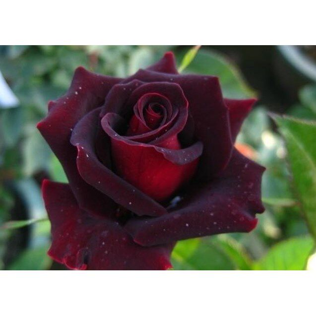 月季黑美人多季开花老品种盆栽花苗露台阳台庭院花园植物花卉