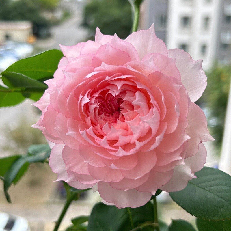 大花浓香灌木莫尼卡戴维中苗原盆包对版成活,鲜花速递/花卉仿真/绿植园艺,月季/蔷薇/玫瑰,淘宝优惠券,粉丝福利购,淘宝优惠卷