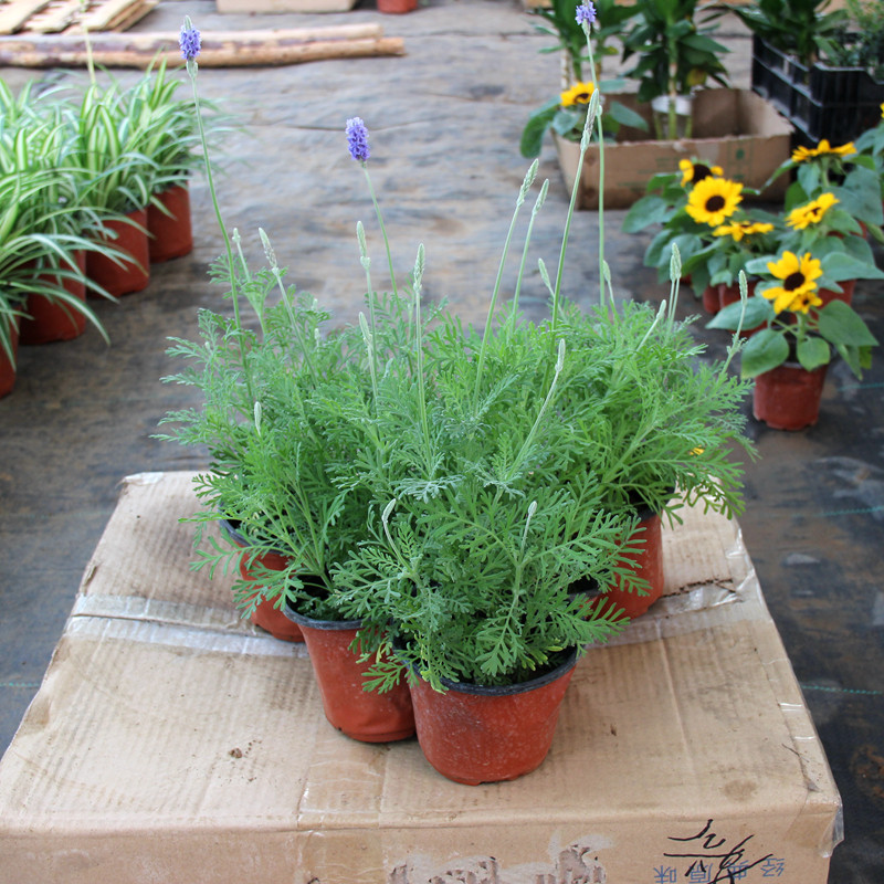 薰衣草盆栽办公室内桌面阳台绿植苗空气提神驱蚊香草植物花卉