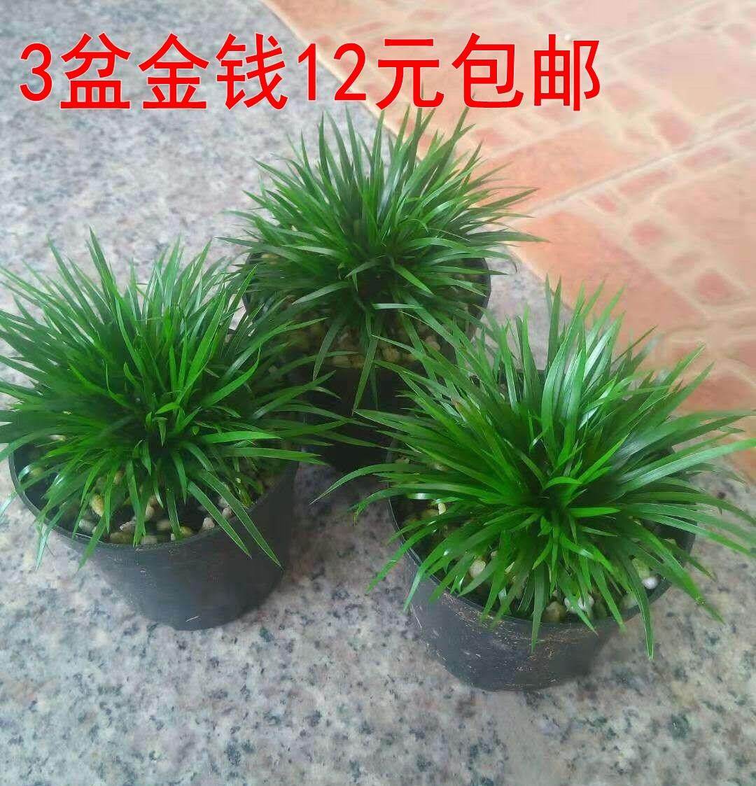 冲量【3盆金钱菖蒲12】蒲草盆景禅意茶室山野草盆栽假山草