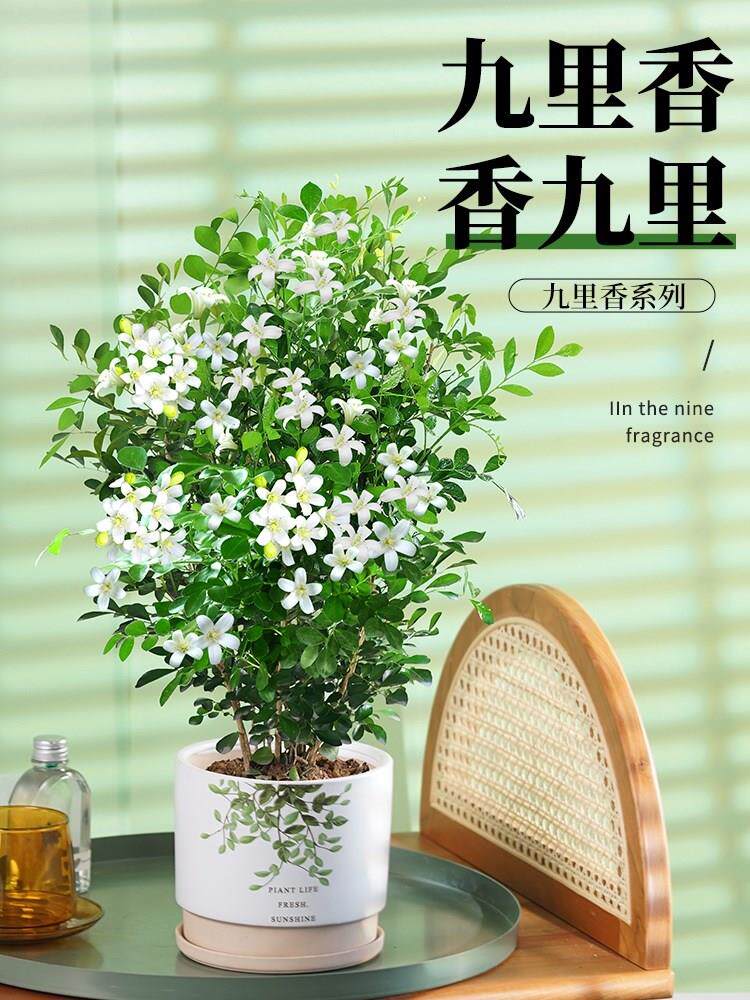 冲量驱蚊开七里香好养九里香植物四季树苗千里眼盆栽花卉绿植室内