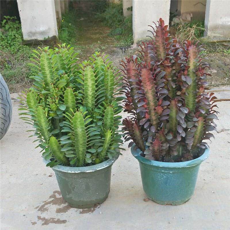 冲量龙骨仙人柱仙人掌大盆栽吸易养美观盆景绿植冲量