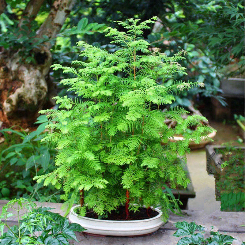 多杆式水杉造型杉树多株丛林式盆景办公室阳台绿植四季常青